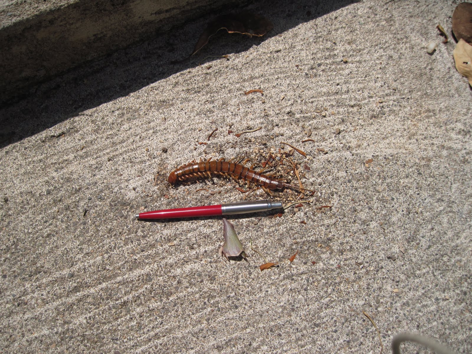 Smith's Jamaican Mission Bugs of Jamaica