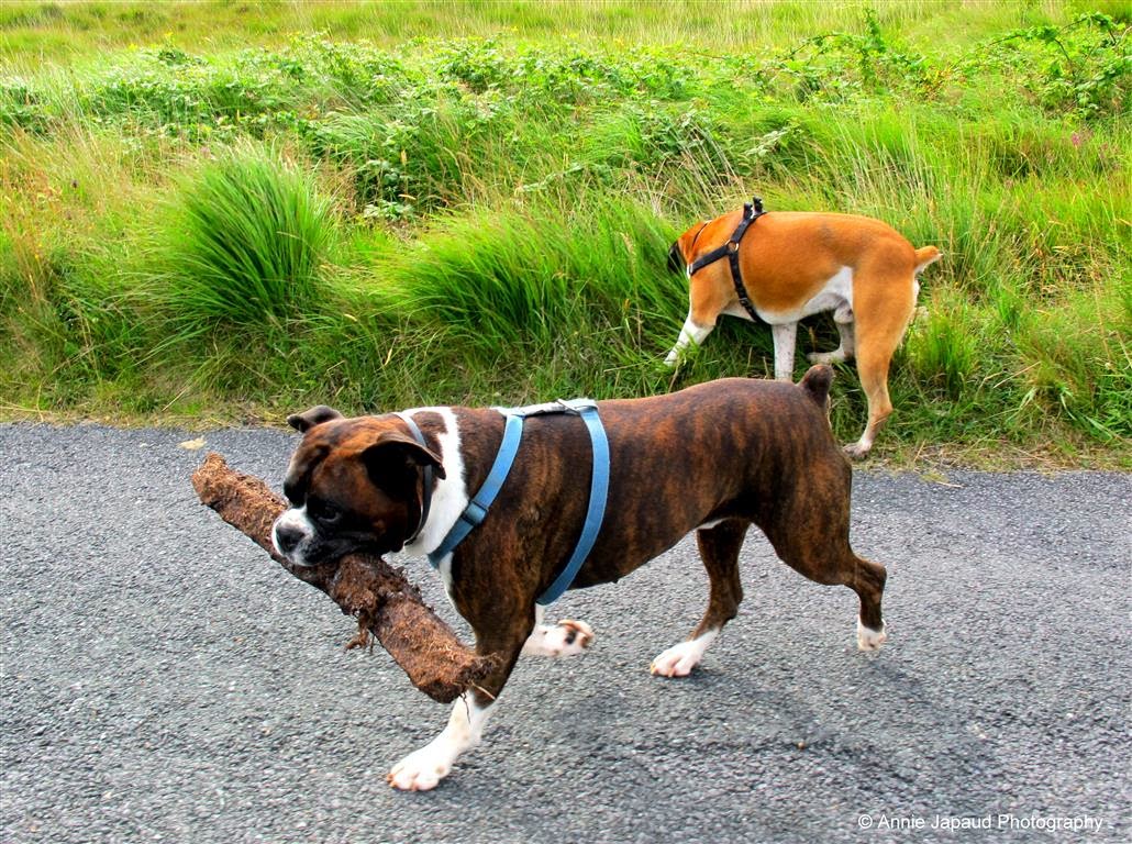 Vratsagirl Walking with my Boxers