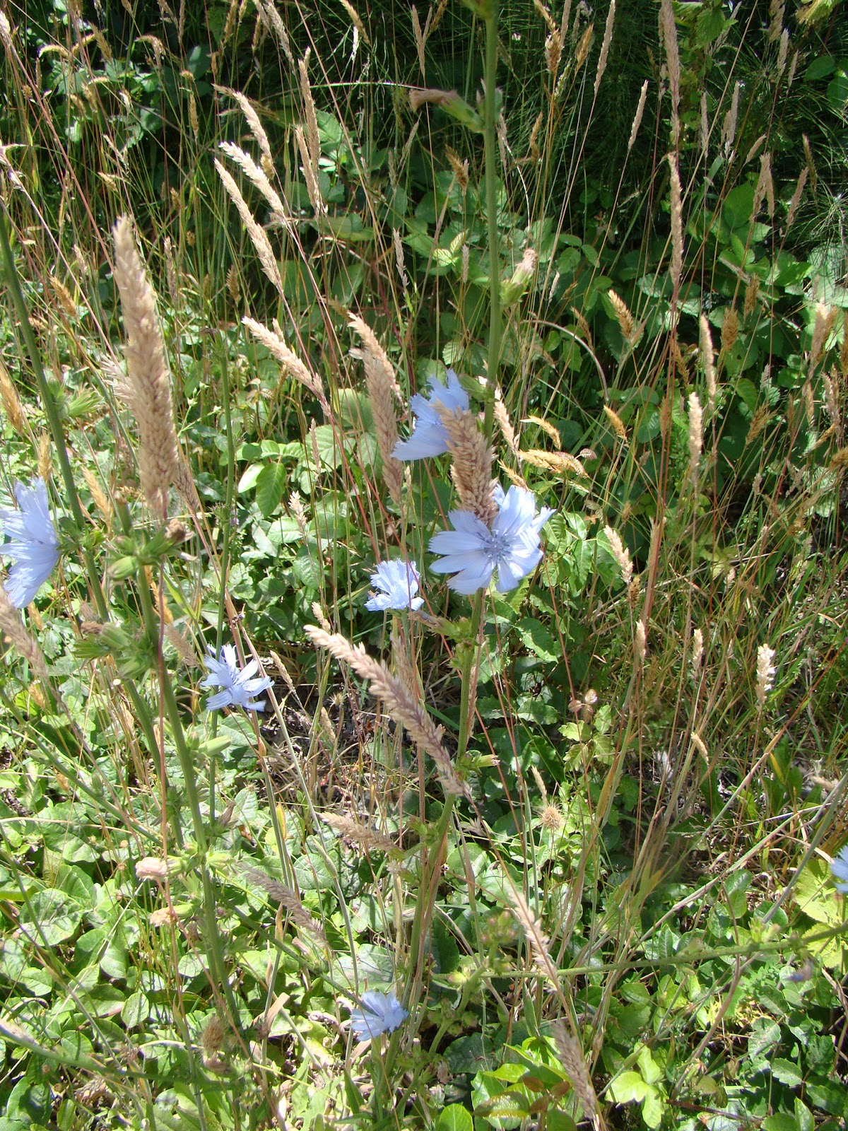 Leaves of Plants Chicory