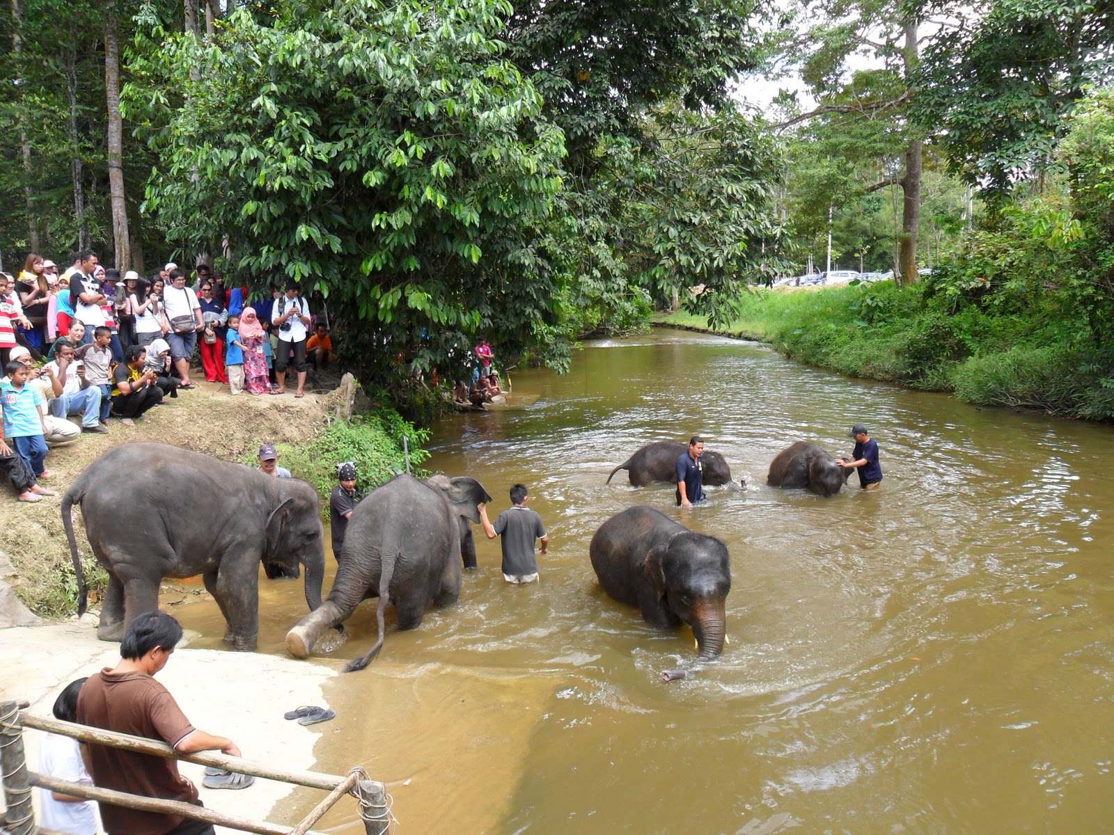 Expat Abroad Things to do Elephant Sanctuary Near Kuala Lumpur