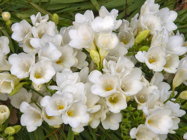 White Freesia Wallpapers Beautiful Flowers Wallpapers