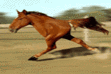 How to Share Facebook animations just on a click How to Share Facebook animations just on a click