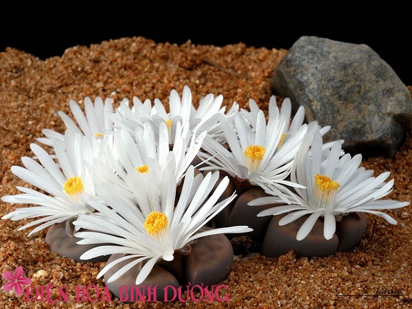 [Image: Tu-tay-trong-hoa-thach-lan-dep-trang-tri...viec-2.jpg]