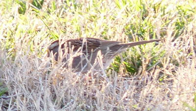 white-throated sparrow