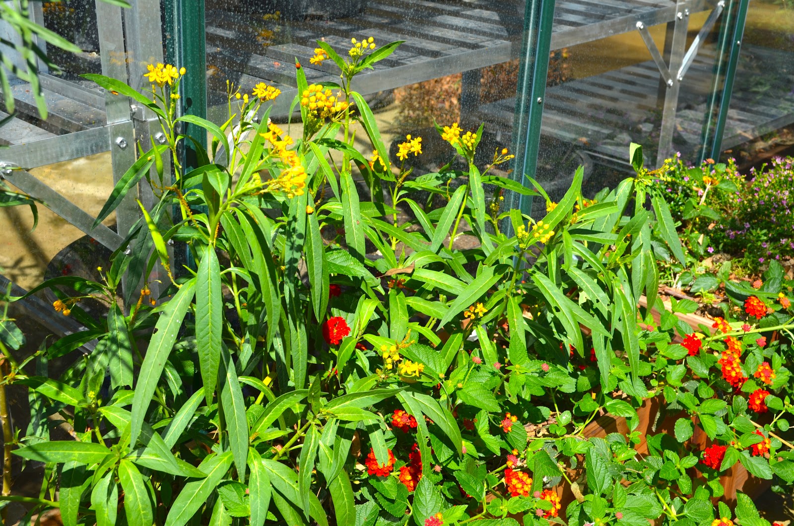 Milkweed Gardens Places Pollinator Garden, San Diego Zoo