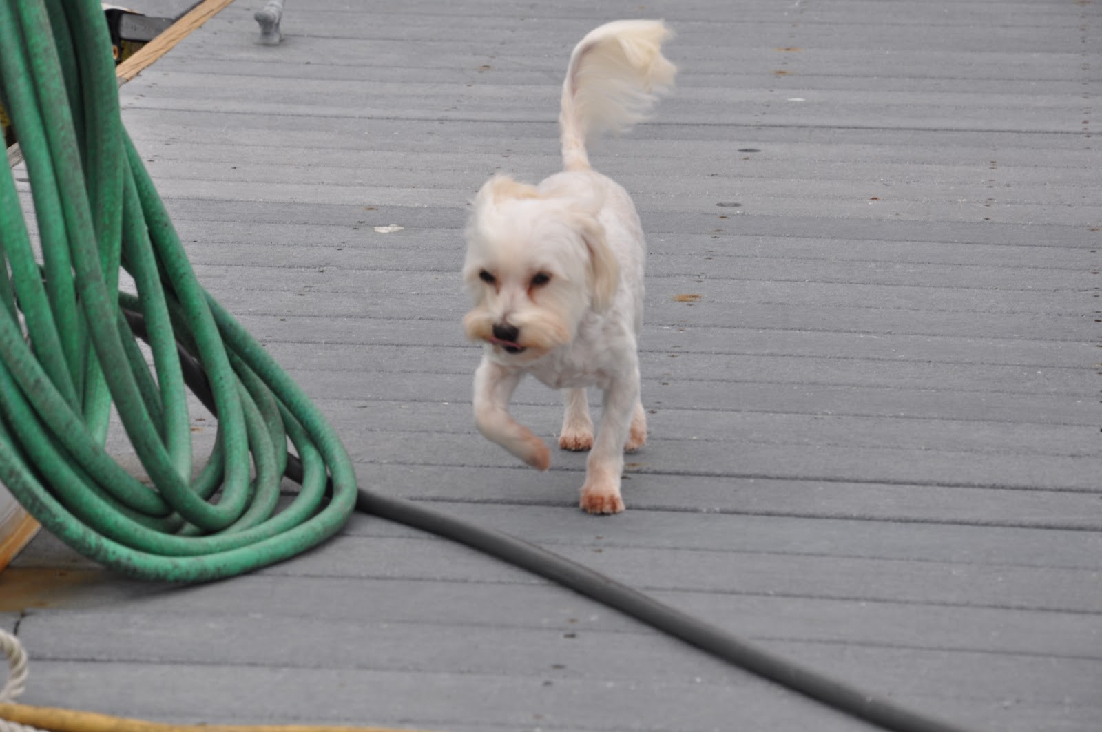 Cape May Dog Friendly Restaurants Archives