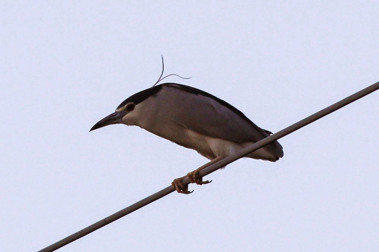 black crowned night heron, spain, rio guadalhorce, alora, feb 2015 timbobagginsabroad, spain 2015