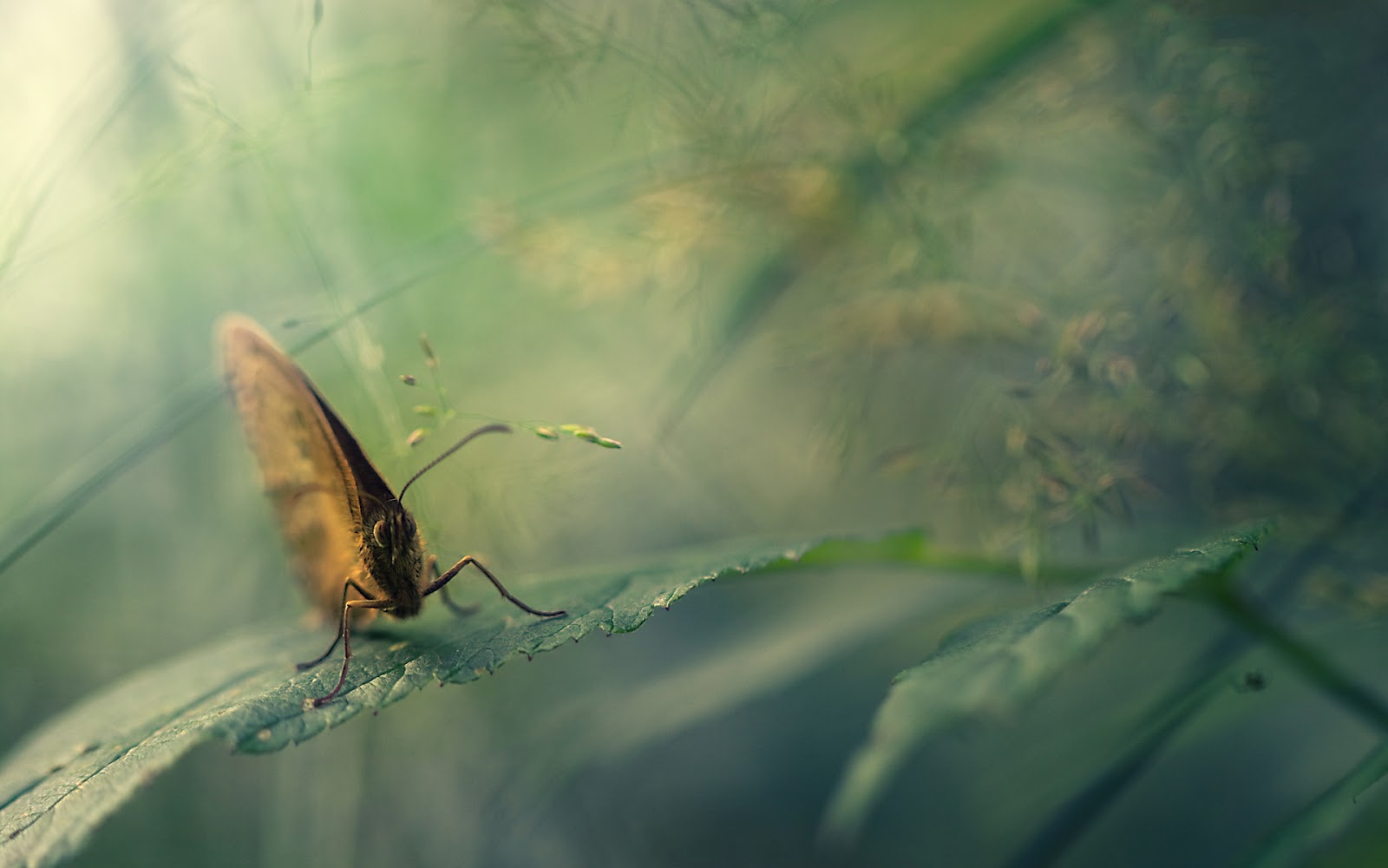 Colección de Wallpapers HD