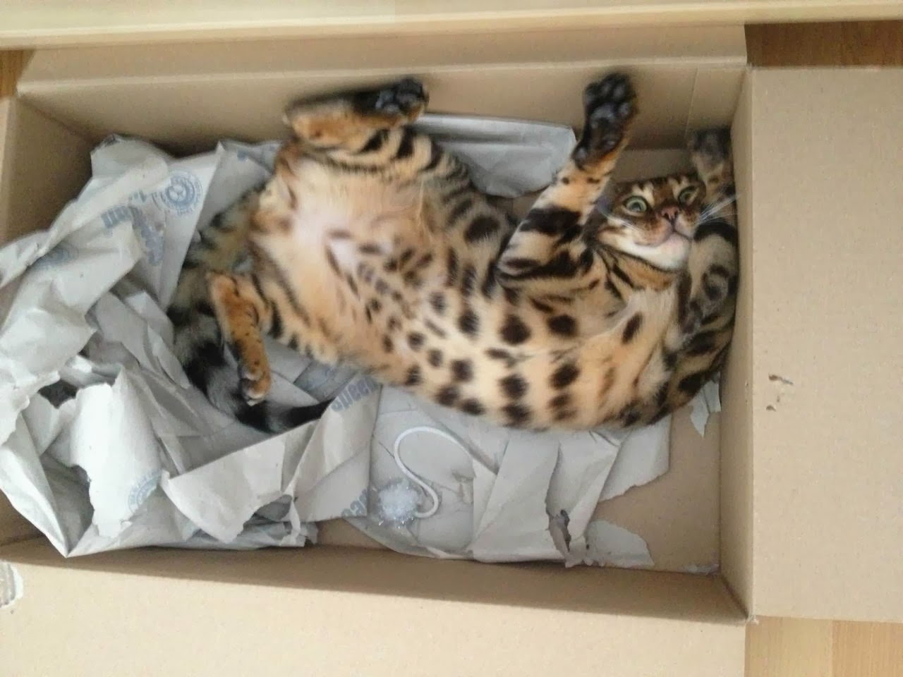 Funny cats - part 89 (40 pics + 10 gifs), funny cat in the box