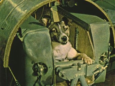 la perra laika la perra laika