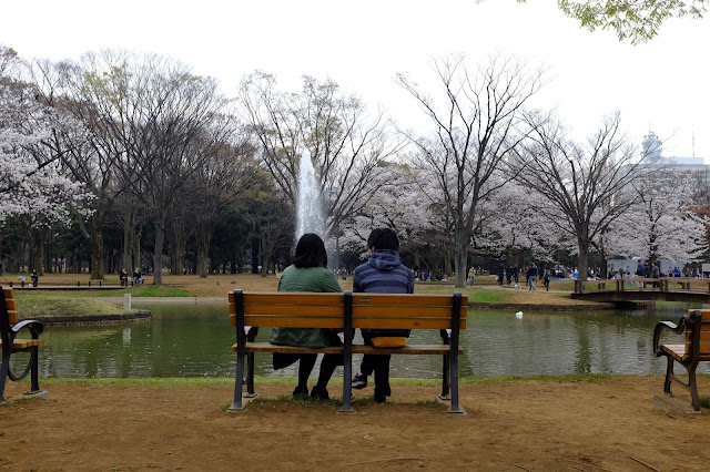 Hanami Sakura Yoyogi Park Shibuya 渋谷 代々木公園花見