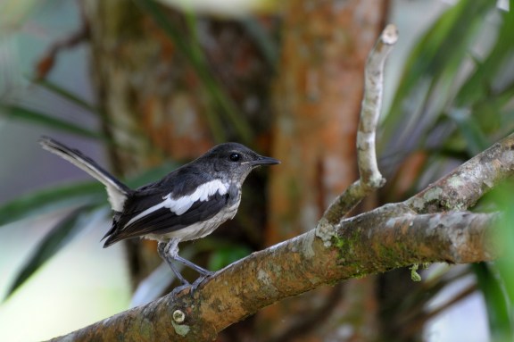 Oriental Magpie Robin
