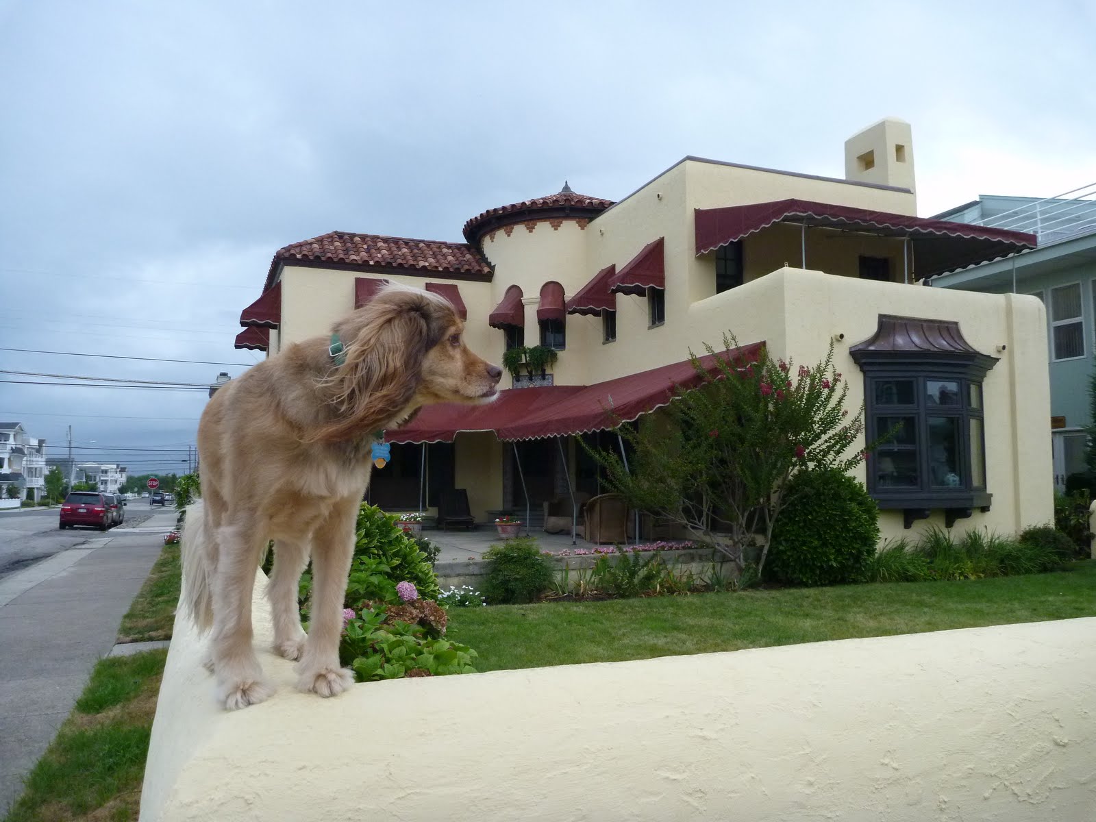 Adventures With Jack The Dog: Grace Kelly Family Beach House Ocean City