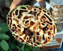 Sarang Semut Komposisi Obat Herbal AgaricTop Sarang Semut Komposisi Obat Herbal AgaricTop