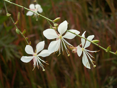 flower photo copyright Jennifer Kistler