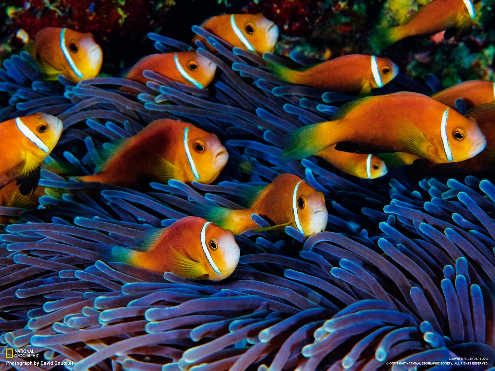 http://4.bp.blogspot.com/-RKF2_BYcgAE/UMs_2gW4kOI/AAAAAAAADHU/DDGxhqjHLh0/s1600/National%20Geographic%20HD%20Wallpapers%2023.jpg