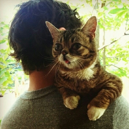 Lil Bub is a Nature's Happy Accident cat, cute lil bub, lil bub pictures