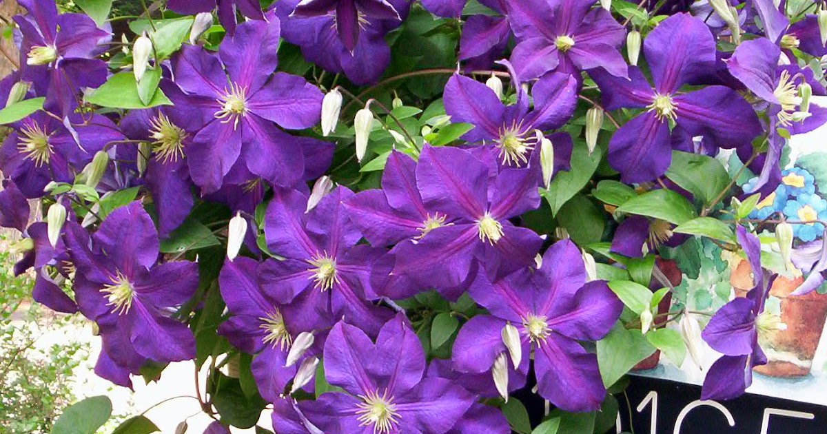 Corgis In My Garden: Clematis