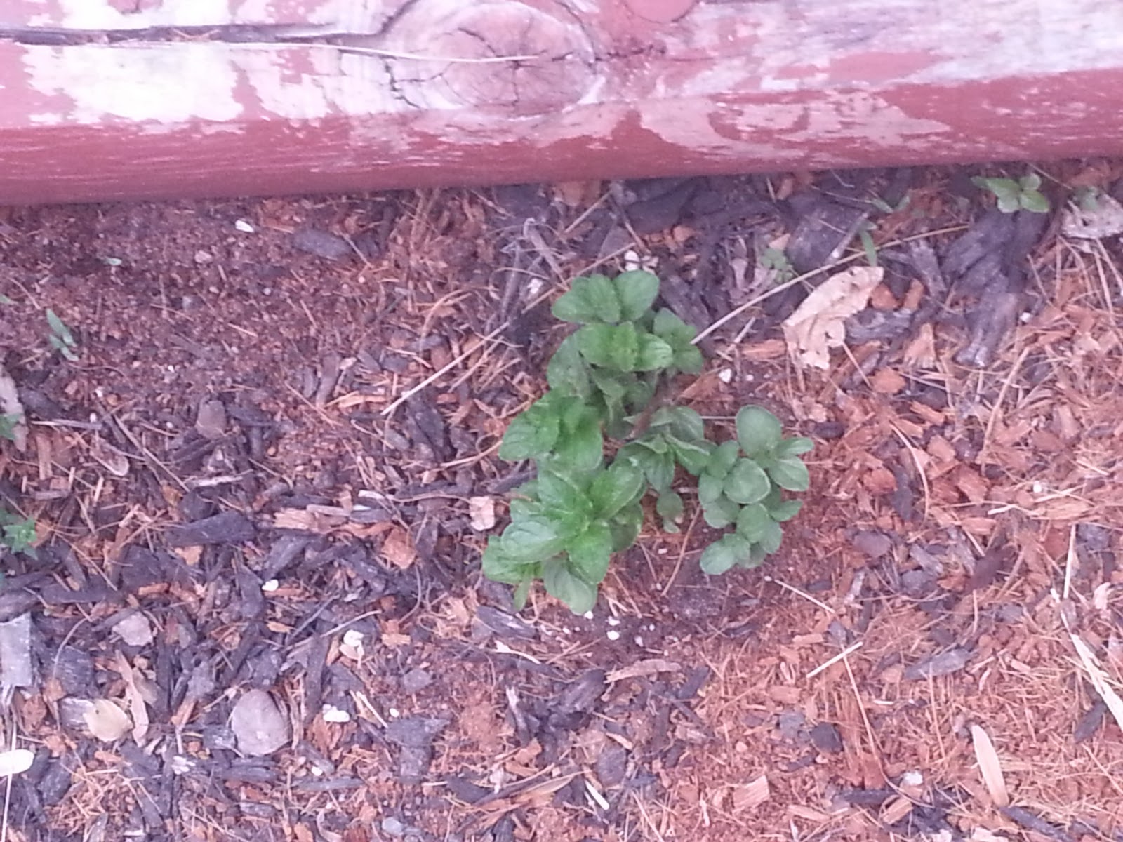 unknown plant Perhaps this is mint?