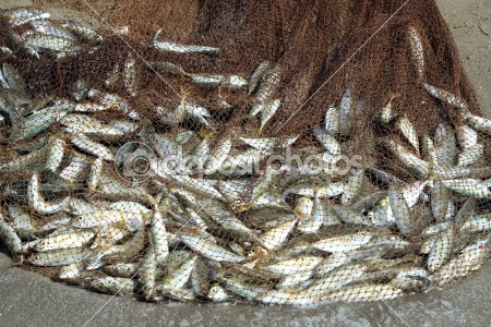 Peces en la red. Fish in a fishing net