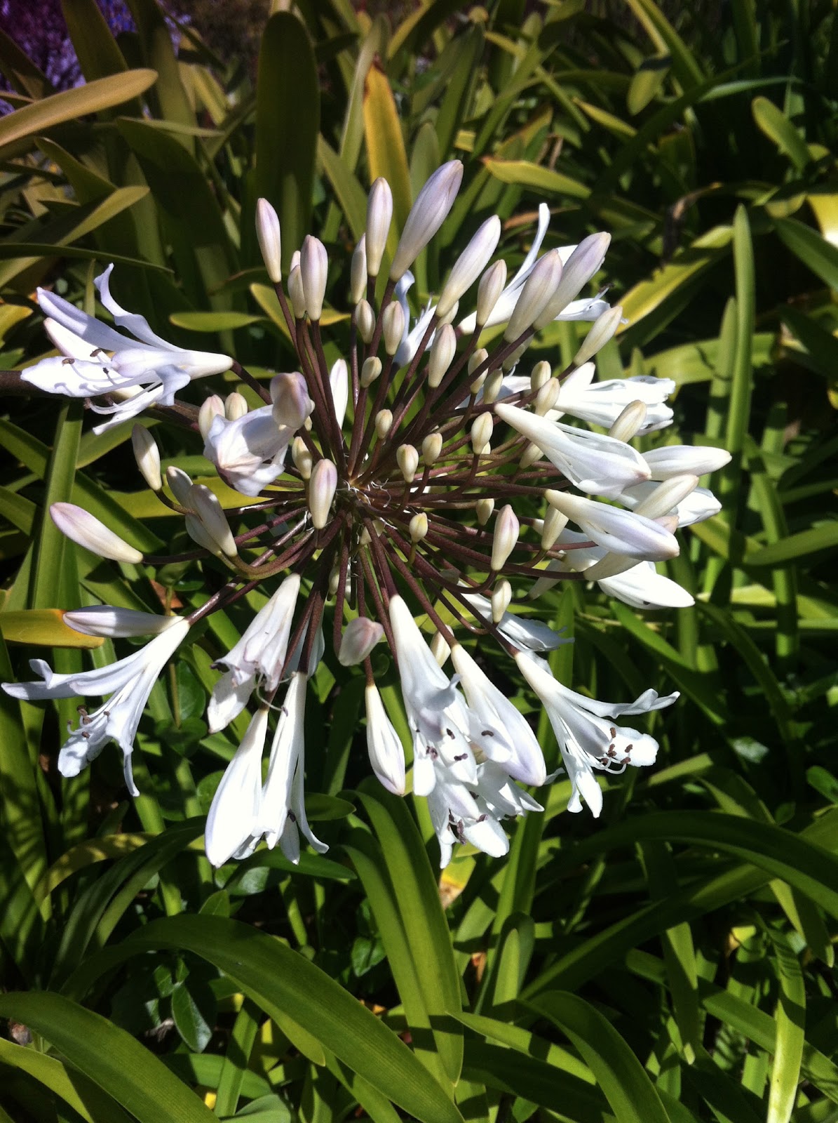 Pennsylvania Street Gardens Plant profile Agapanthus