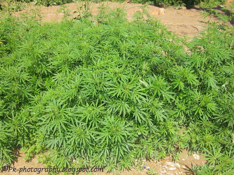 Bhang Plant