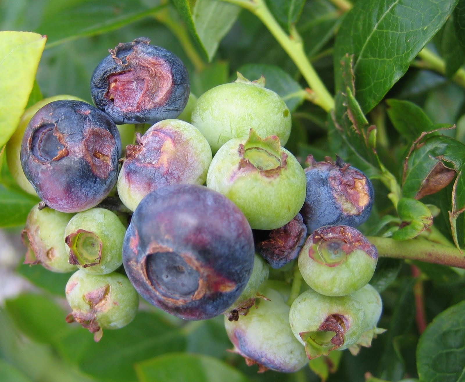 NCSU PDIC My Blueberries Look Funny...