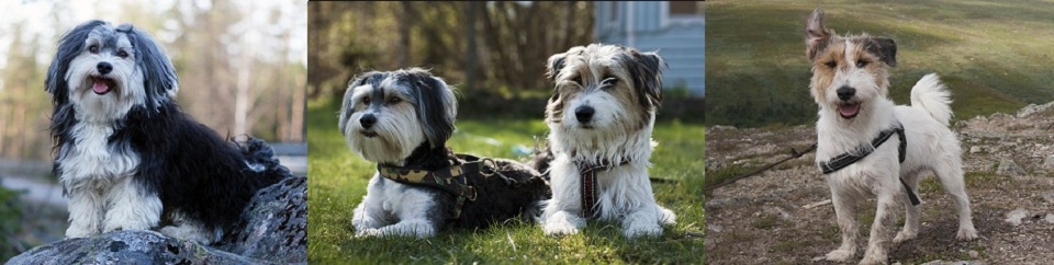 Algot & Sigge - Bichon havanais & Jack russell terrier
