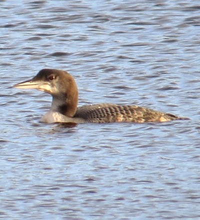 Great Northern Diver