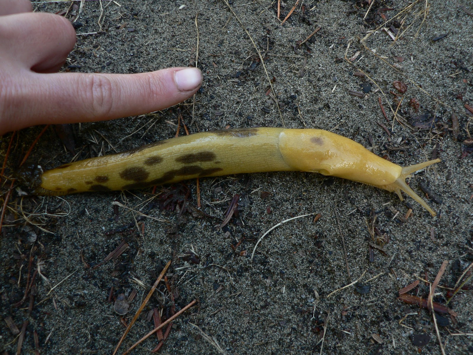 Slugs In Oregon