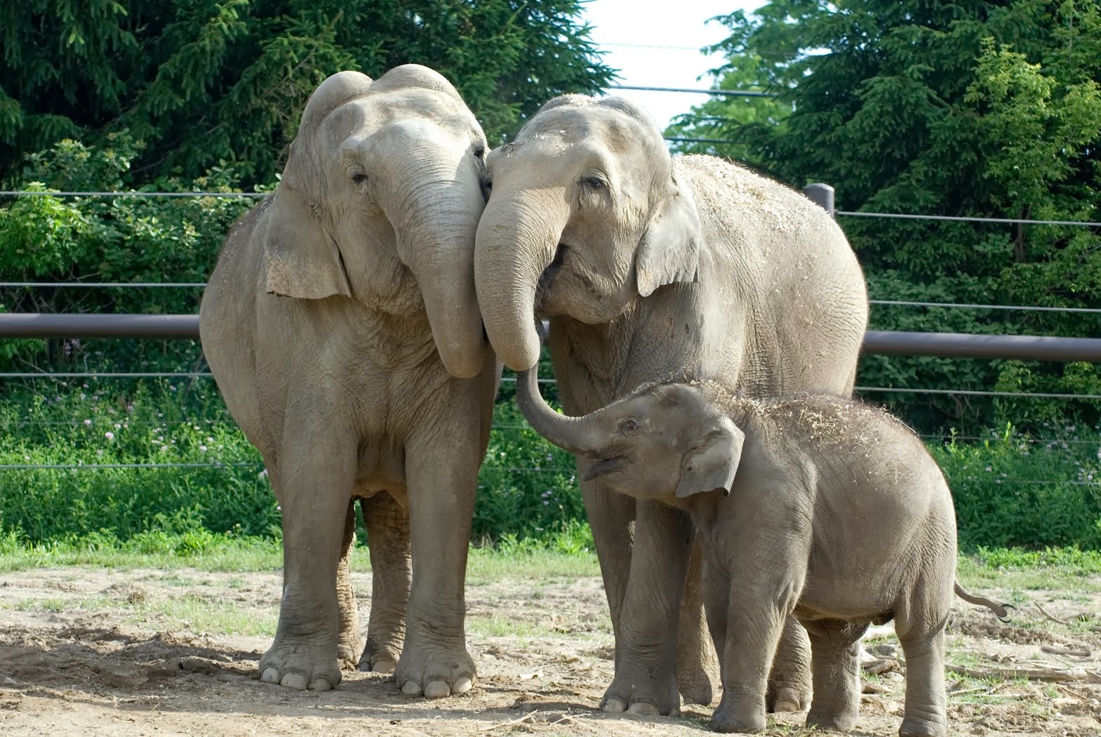 Elephants at the Columbus Zoo