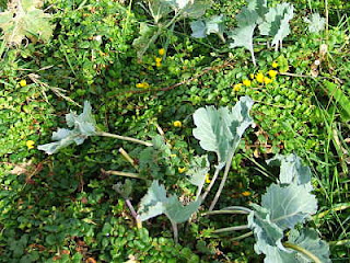 Creeping Jenny growing around sea kale in late summer Creeping Jenny growing around sea kale in late summer