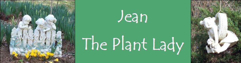 Jean the Plant Lady