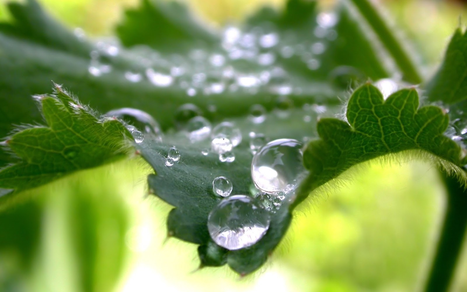 http://4.bp.blogspot.com/-RMBOVpVpayc/UVG4ped4RMI/AAAAAAAAGbQ/cliDCRhBks4/s1600/HDPackSuperiorWallpapers331_236.jpg