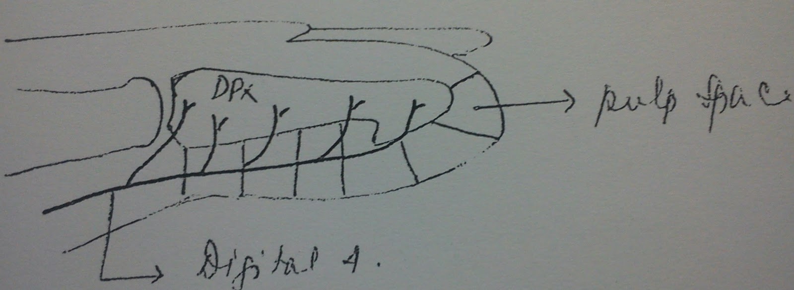 Bijopaul Fascial Spaces Of Hand