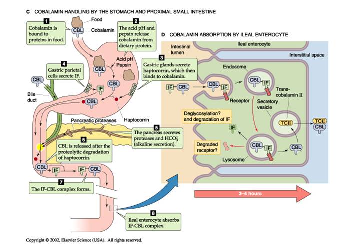 Lensa MediC di Newcastle Cobalamin sad love story