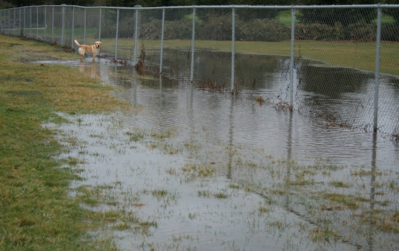 cabana standing at far end of a 30-40 foot puddle that runs along the chainlink fence dividing the park and the golf course