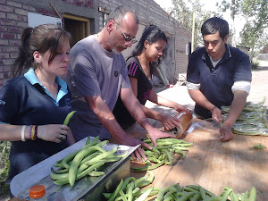 PREPARANDO HABAS PARA SU COMERCIALIZACIÓN