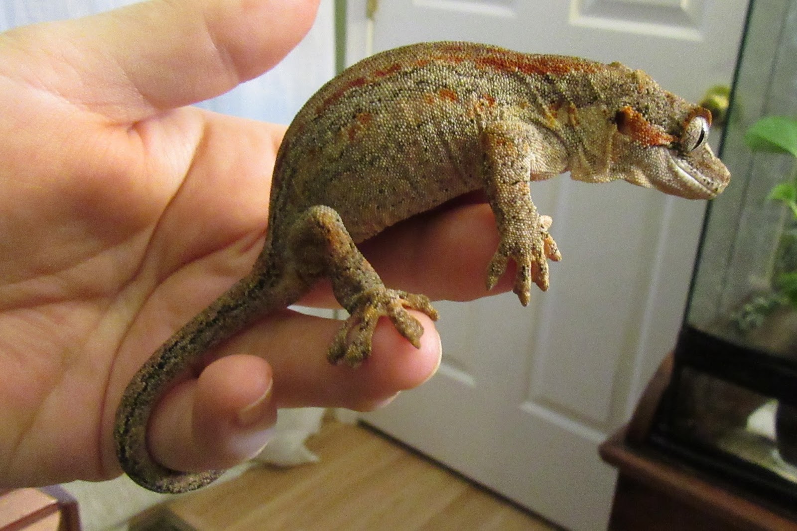 Momcicle Mania Gargoyle gecko aka Rhacodactylus auriculatus