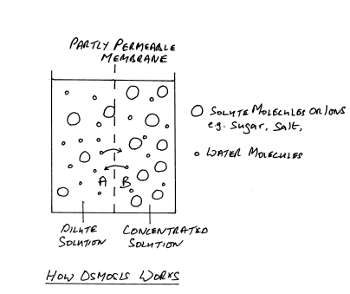 osmosis broken garden diagram