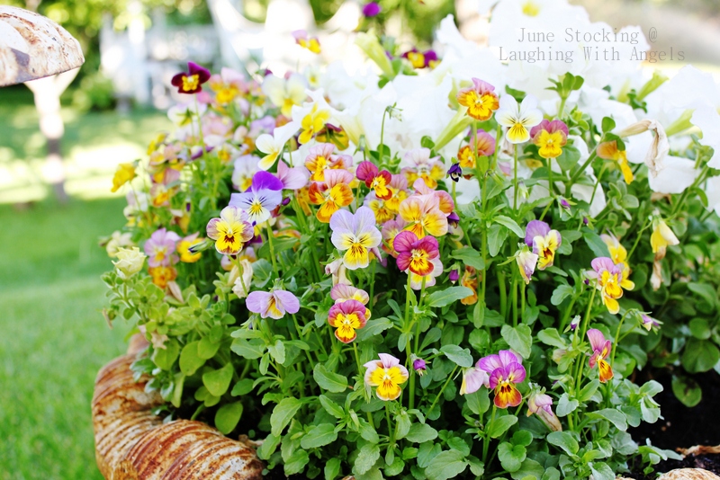 Grace Gardens July garden