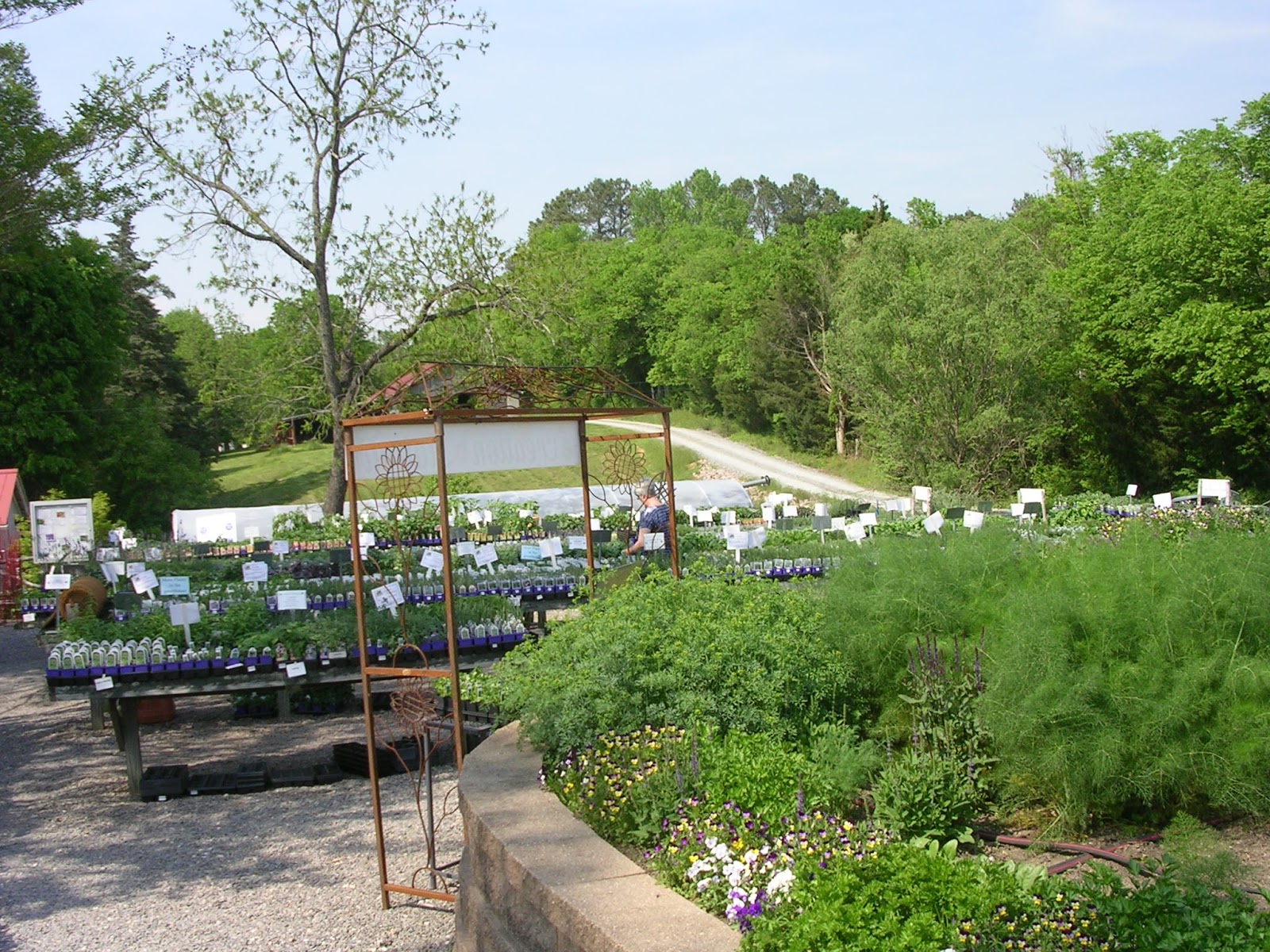 Lemon Verbena Lady's Herb Garden Not Sure Where to Start, Herbally