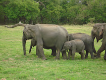 Discover Sri Lanka- 'The Gathering'