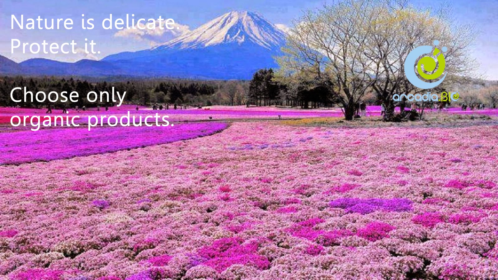 Meaning of Arcadia Polisemantica