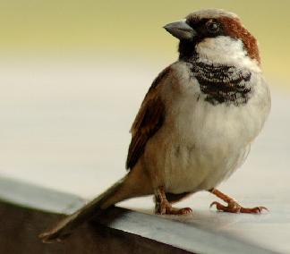 evil sparrow
