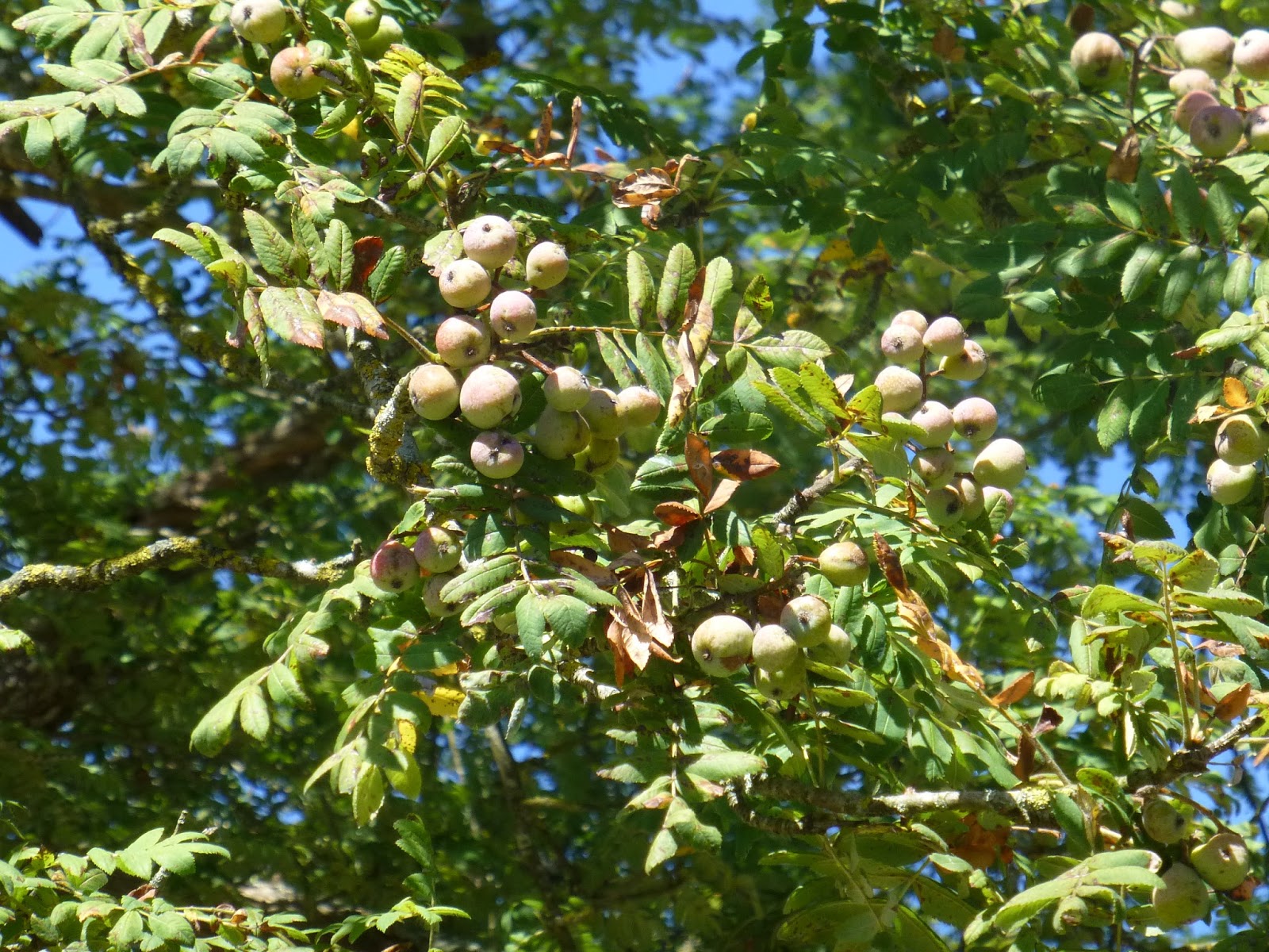 Arbres remarquables en Sarthe Le beau cormier de Chanteloup, à La Suze