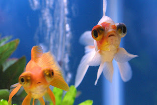 Telescope Eye/Demekin Goldfish 3Brothers Study Telescope Eye/Demekin Goldfish