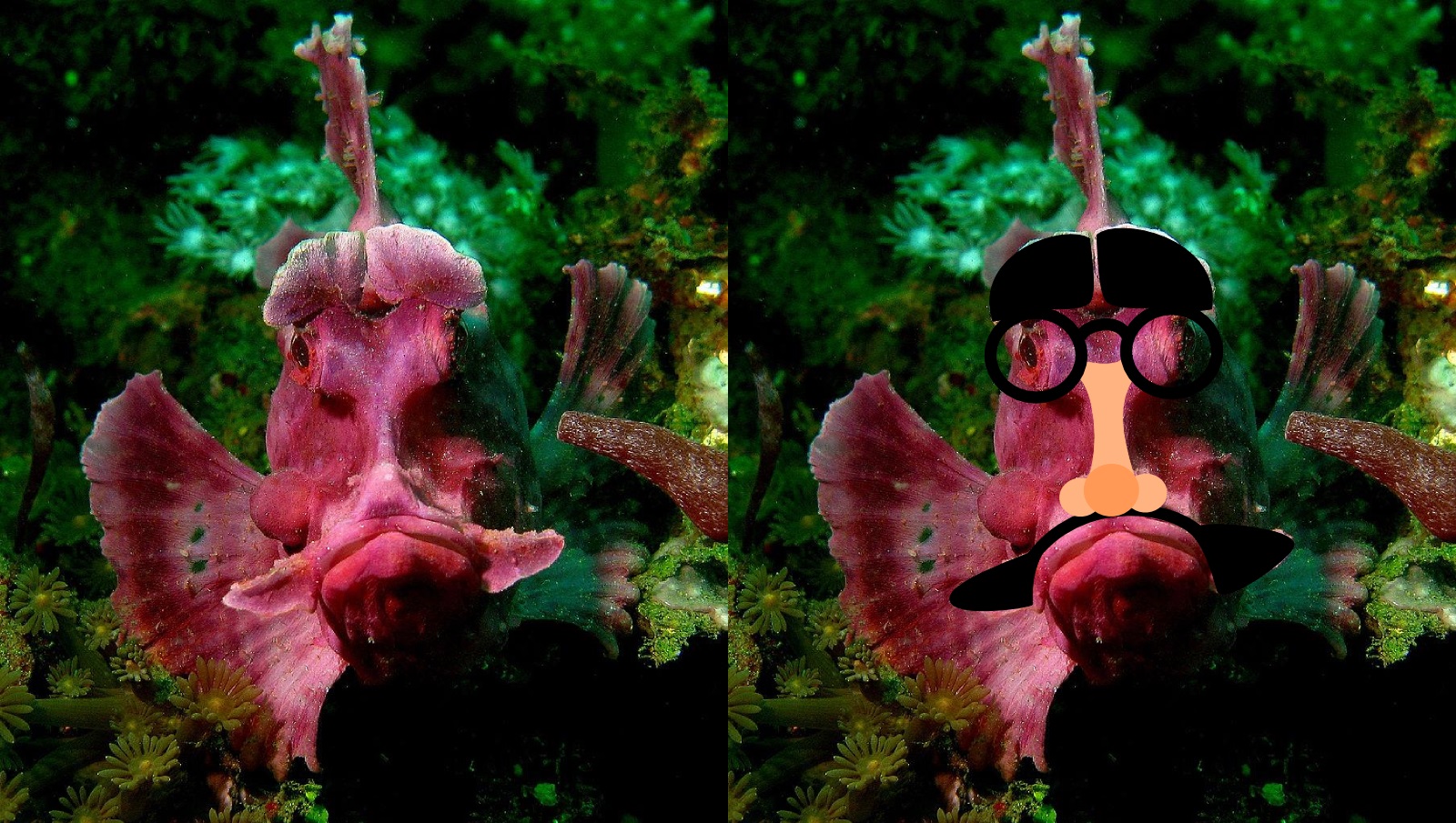 real monstrosities rhinopias scorpionfish