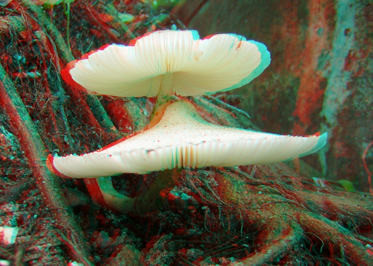 3d anaglyph
