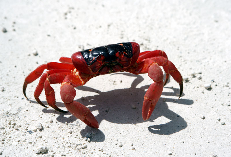 angelikasworld: Christmas Island Red crabs and the Yellow crazy Ants